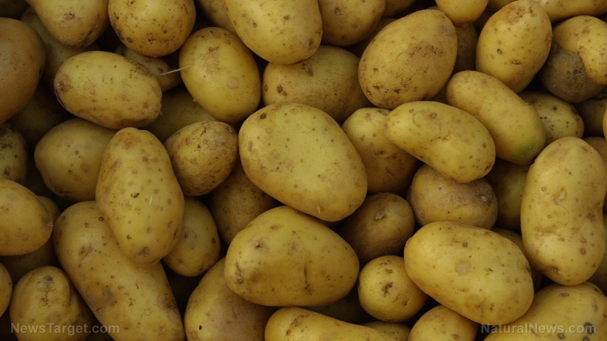 Image: Kenyan researchers evaluate method of growing potatoes using air