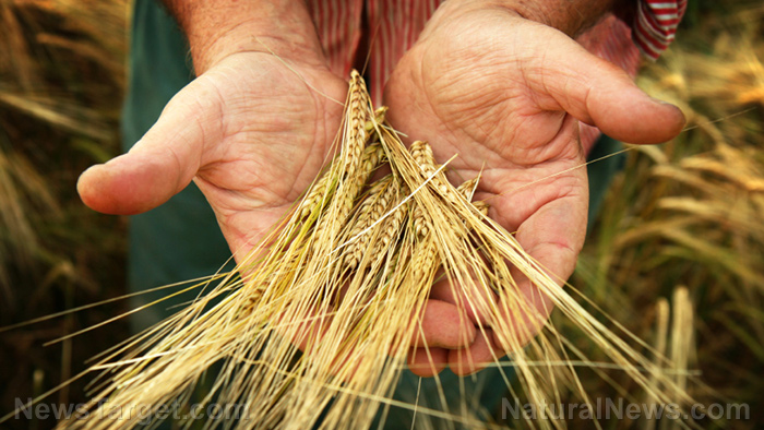 Drought threatens US wheat harvest, deepening global supply challenges - Vimarsana News