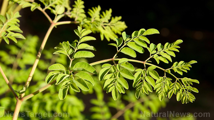 Image: Moringa leaves show promise as a prebiotic with anti-obesity effects