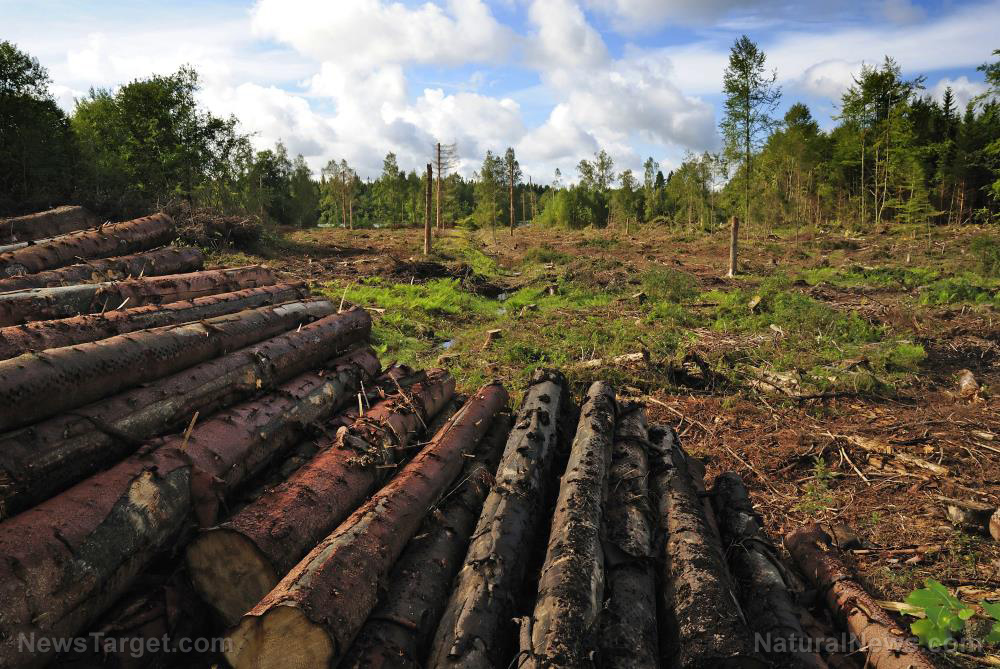 Peasants in China ordered to clear forests to grow emergency grain supplies in anticipation of global famine - Vimarsana News