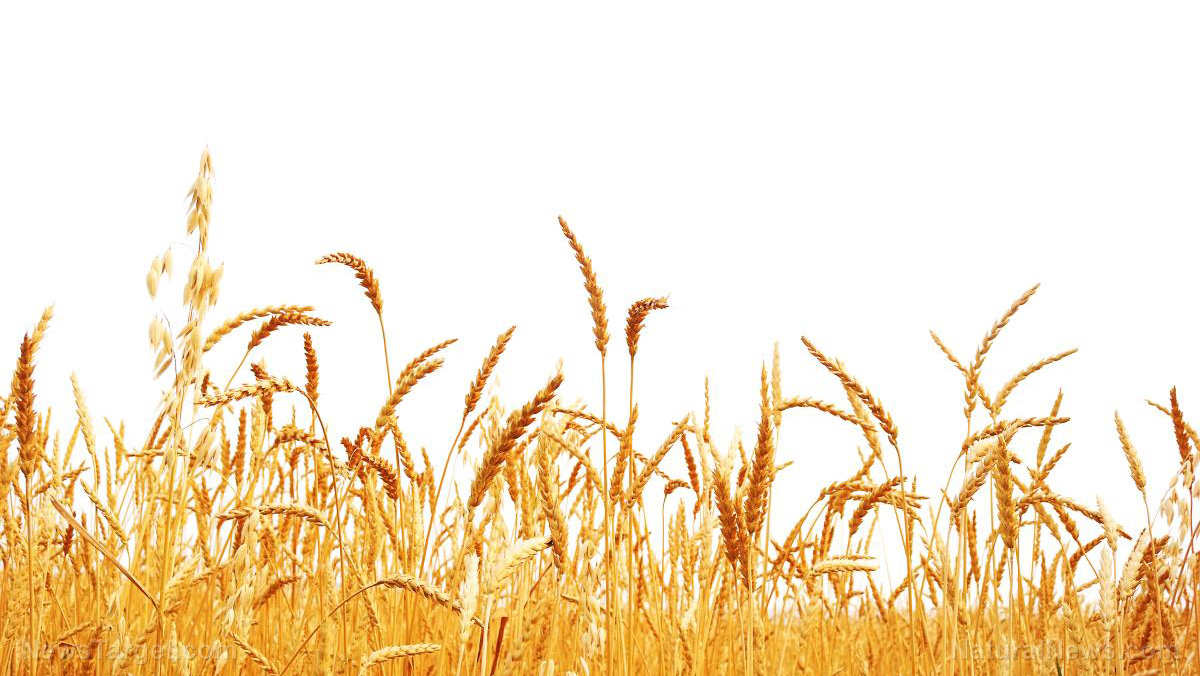Wheat prices soar in countries dependent on Eastern Europe for grain - Vimarsana News