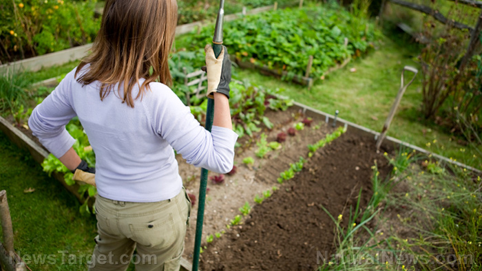 Image: Home gardening: 3 Benefits of crop rotation