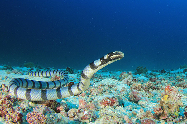 Image: Amazing aquatic life: Blue-banded sea snakes “breathe” through their heads
