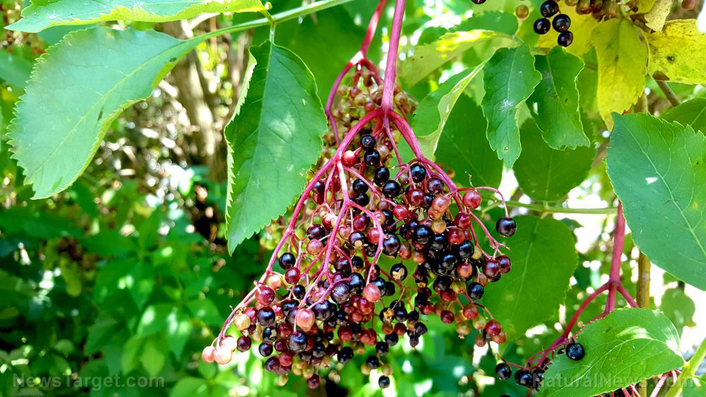 Image: 7 Health benefits of elderberry, a superfood that can boost your immune system