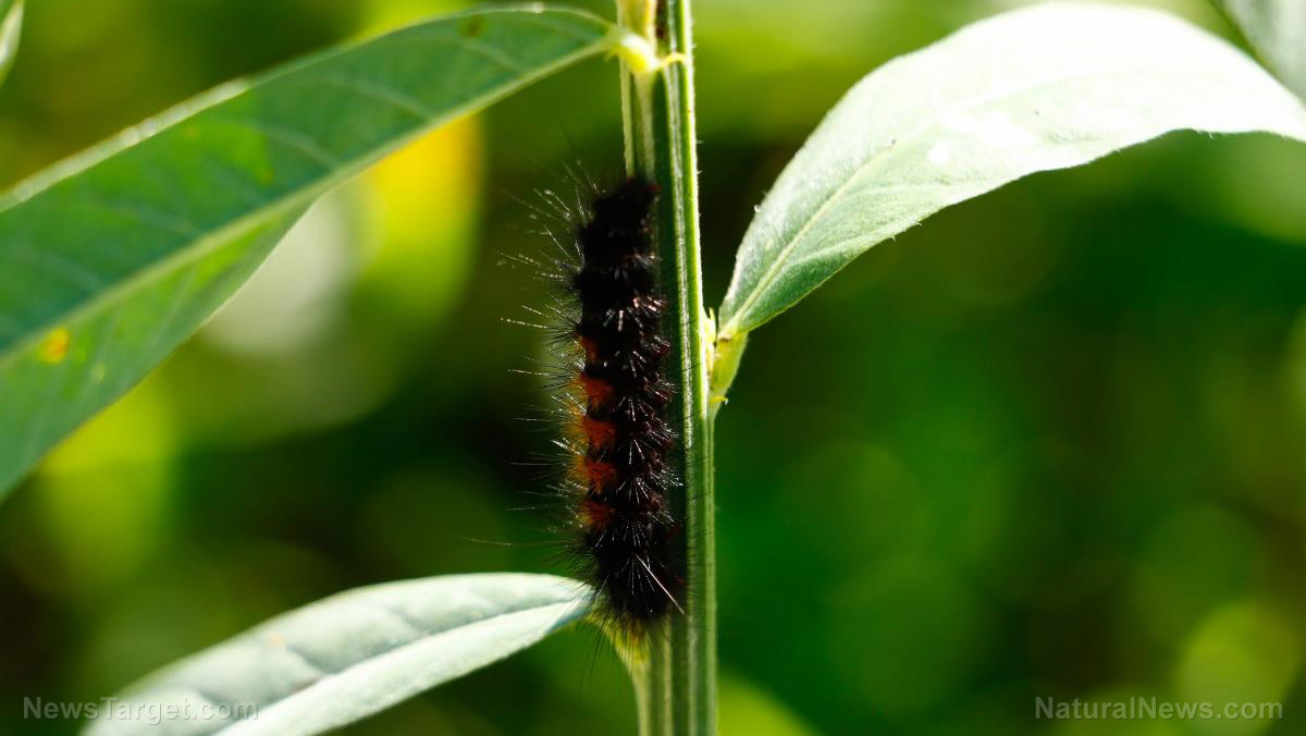 Image: Wave of furry caterpillars covered with venomous spines prompt concern in Virginia