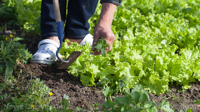 Food supply tips: 7 Vegetables to grow for your food stockpile - Vimarsana News