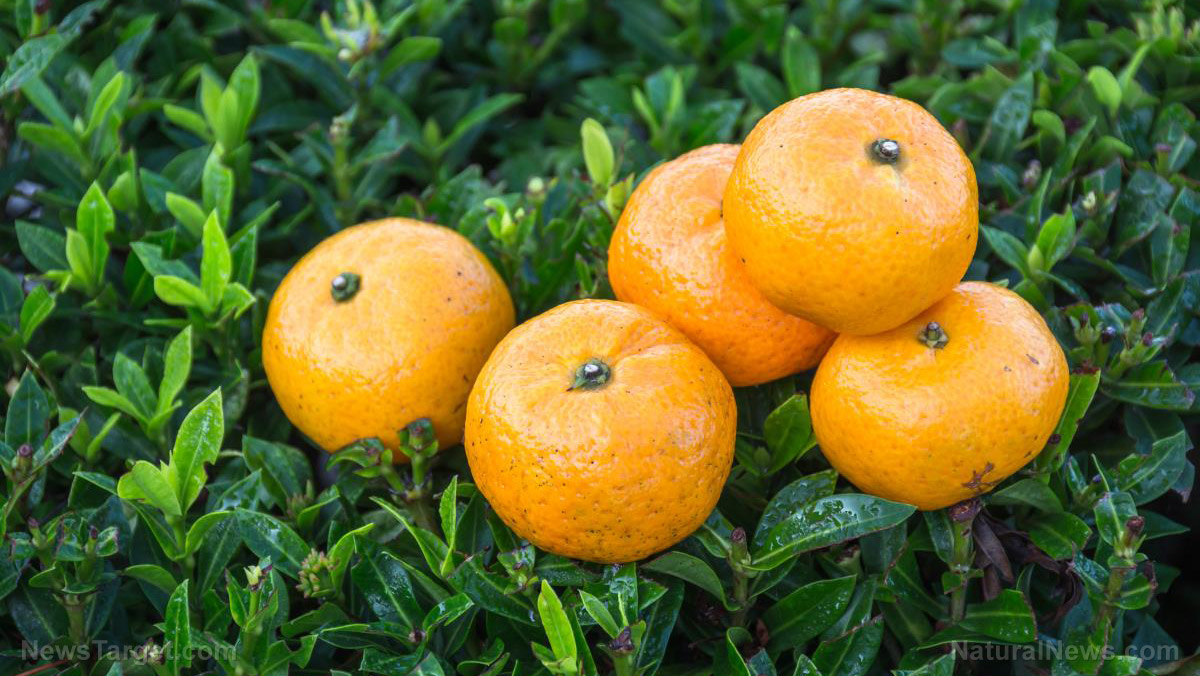 Image: Freshly squeezed: Spanish city tapping leftover oranges for its electricity supply