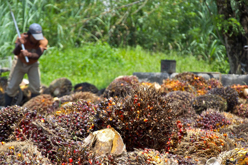 Image: Indonesia bans edible oil exports (i.e., palm oil), sparking global “mayhem”