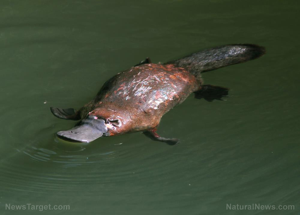 Image: How did they discover that? Researcher says platypus venom can help the pancreas produce insulin
