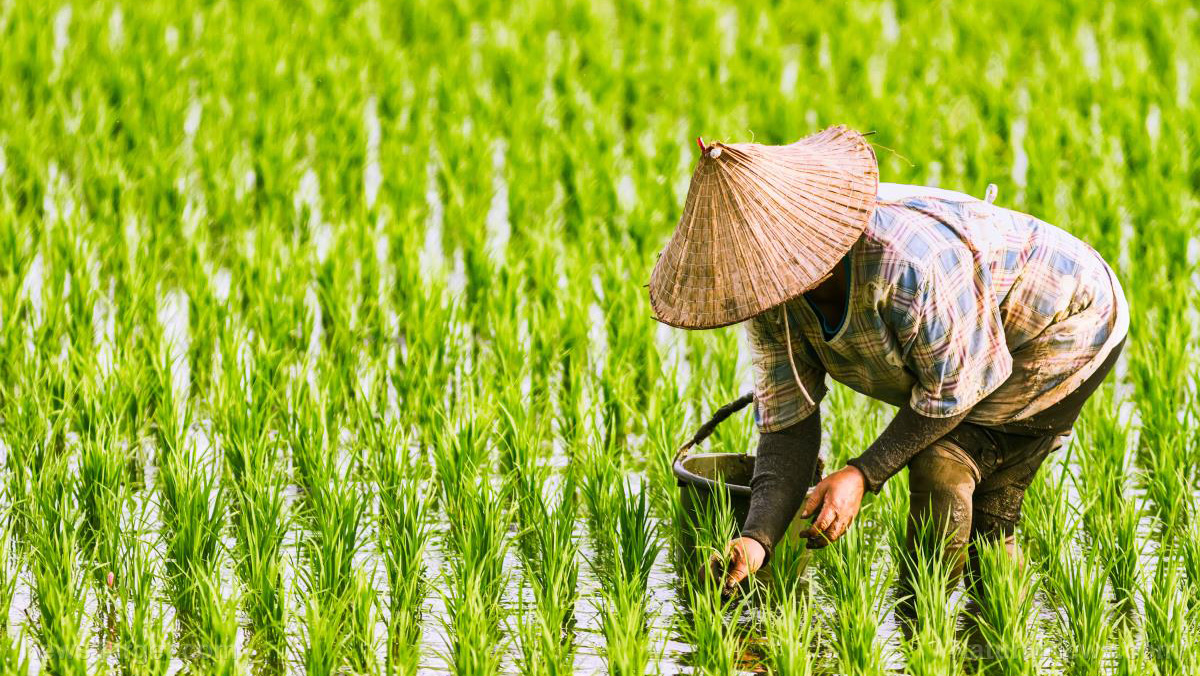 Image: Rice production could plunge by 10% due to rising fertilizer prices, threatening half a billion people