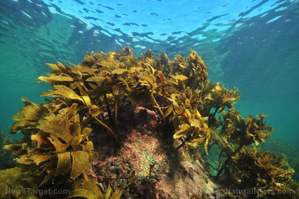 Image: Israeli researchers say seaweed could stop spread of “covid”