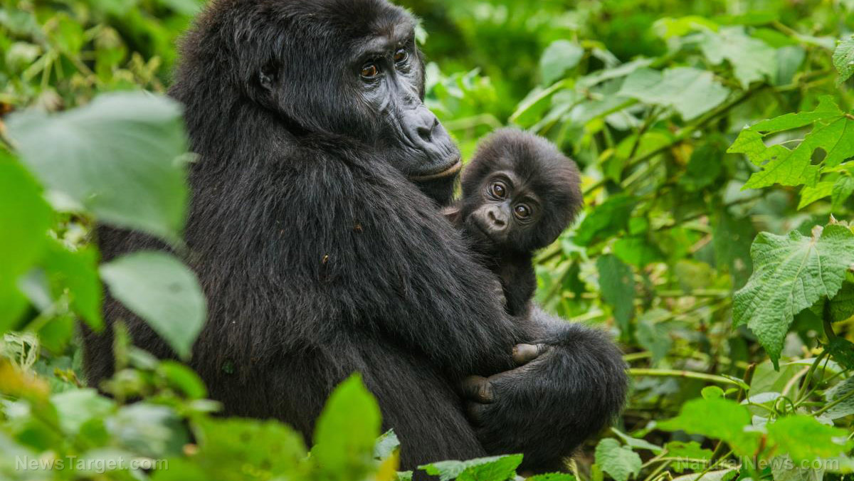 Image: Evidence of “funerals” in gorilla society? Video shows baby grooming dead mother’s body