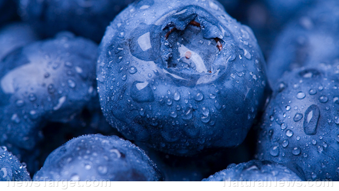 Image: Blueberries contain a specific substance that can prolong your life