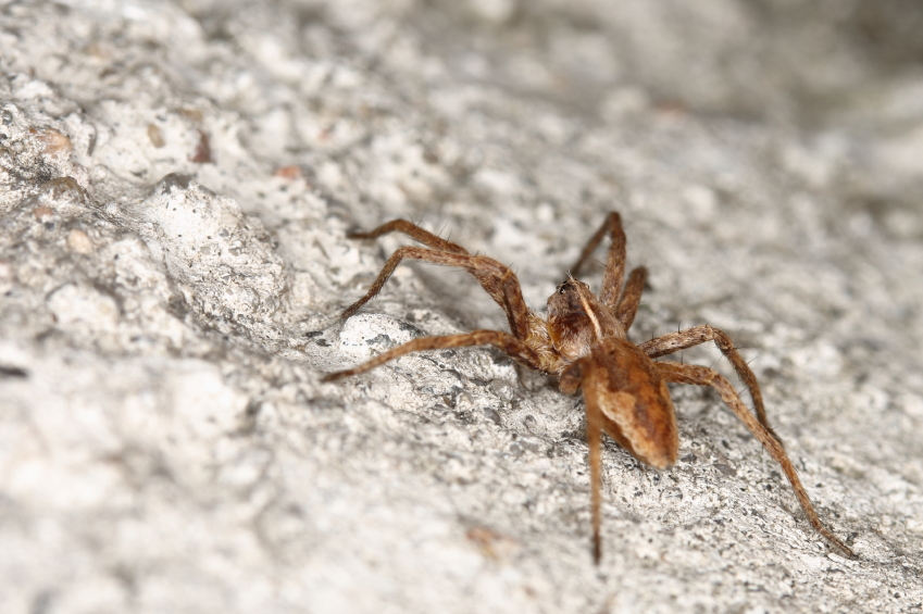 Image: Could venom from an Irish spider be the cure to many diseases?