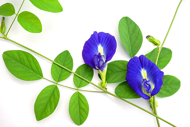 Image: Science: Extract of the blue pea flower can keep your blood sugar levels stable after meals