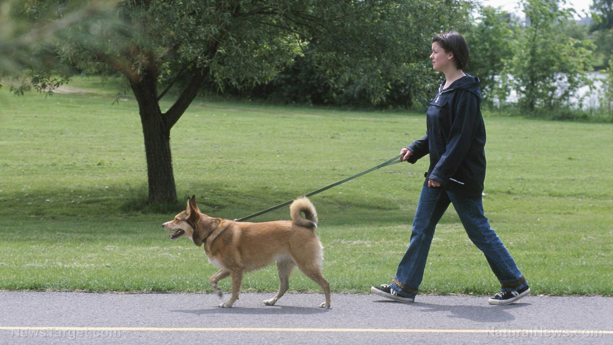 Image: Good job, Fido: Study shows dog-owners are more likely to meet their exercise targets