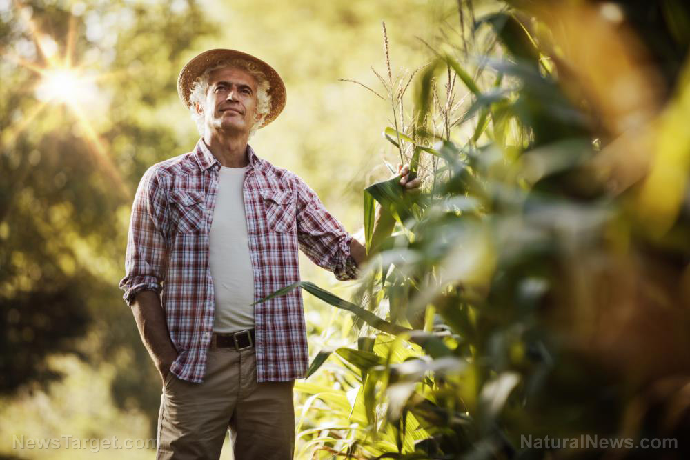 Corn, soybean, wheat, oat planting in the US now far behind their five-year averages - Vimarsana News