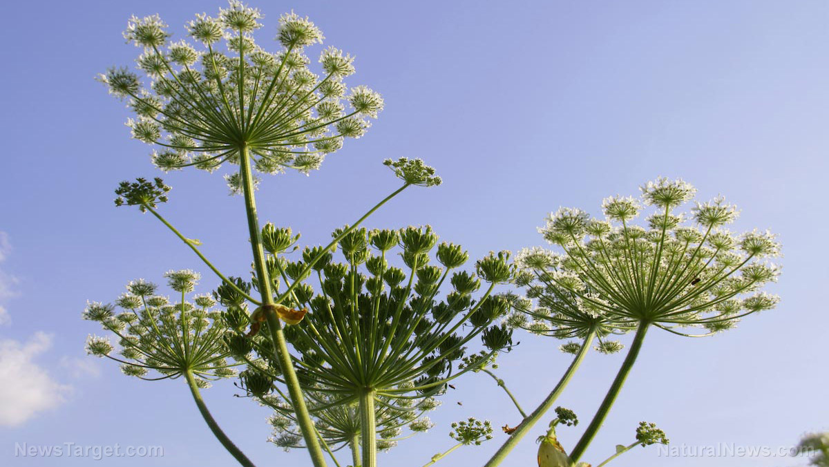 Image: Nature fights back: “Weaponized” hogweed spreading across New York, can scar and BLIND humans