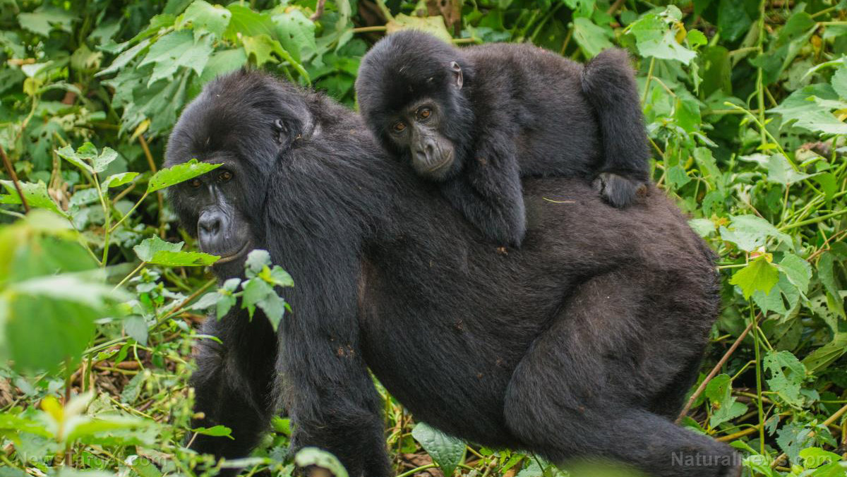 Image: Previously healthy gorilla dies of multiple organ failure following covid vaccination