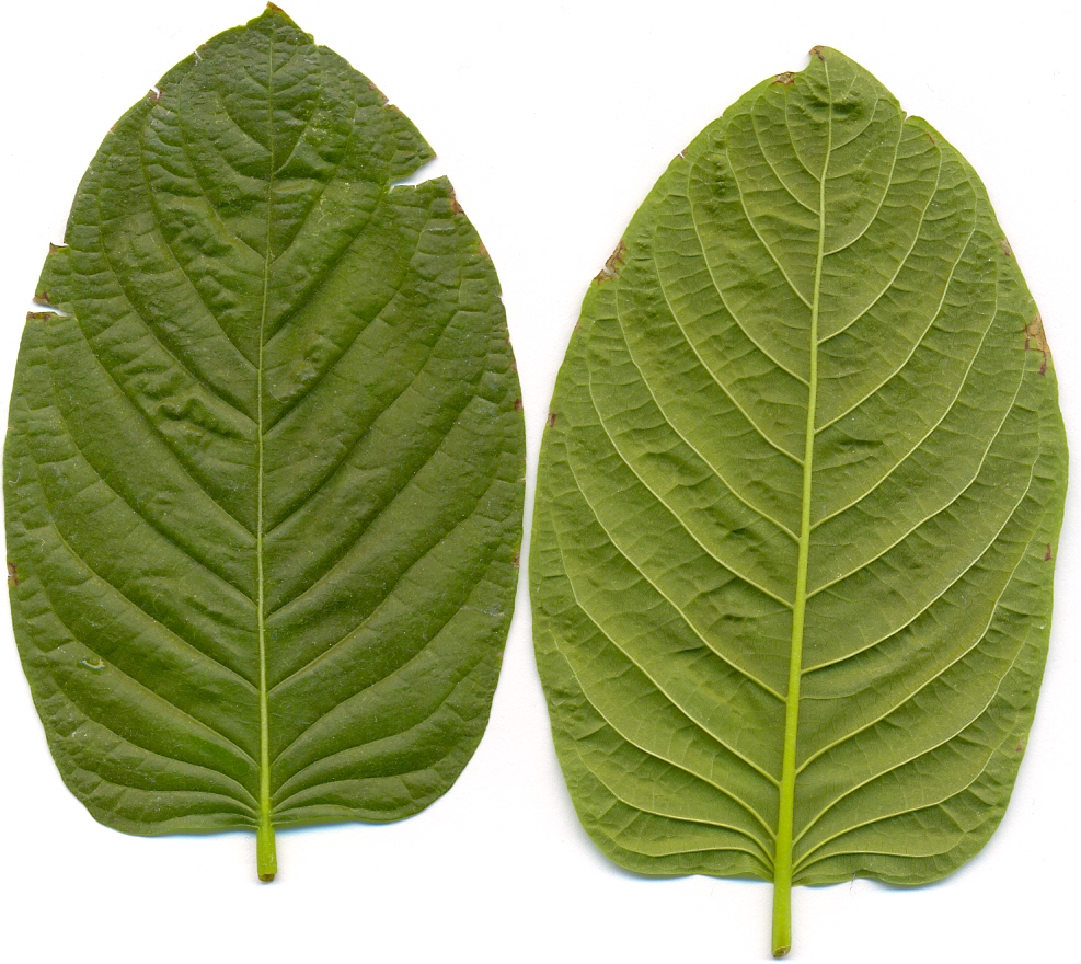 Image: Kratom, which the government has been desperately trying to ban, contains powerful anti-coronavirus compounds