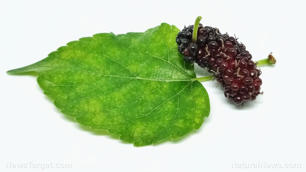 Image: Researchers look at the powerful effect of mulberry fruit extract on insulin sensitivity