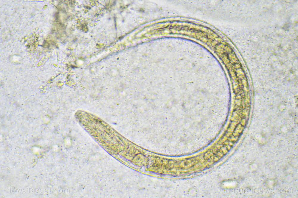 Image: How does metabolism affect aging? Scientists study worms to find out