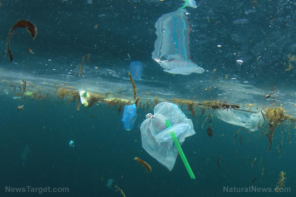 Image: Are you part of the problem? Plastic pollution and its negative side effects on wildlife