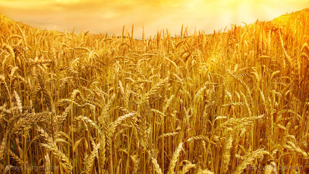 Wheat prices set record highs following India's export ban - Vimarsana News