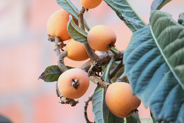 Image: Loquat, native to many regions in Asia, exhibits anti-diabetes properties