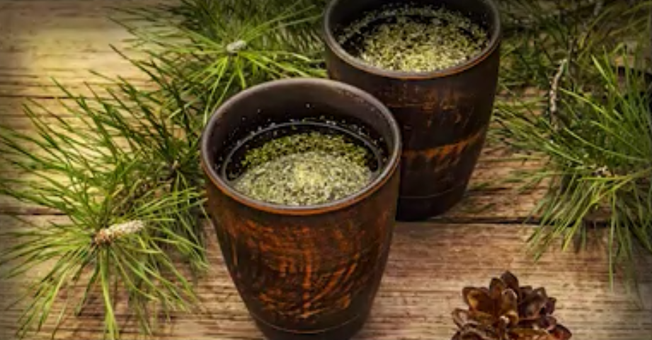 Image: Is pine needle tea the answer to covid vaccine shedding / transmission? Learn about suramin, shikimic acid and how to make your own extracts