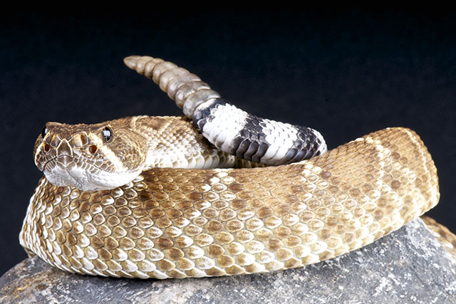 Image: FACT: The FDA has approved numerous drugs derived from VENOM, including from snakes