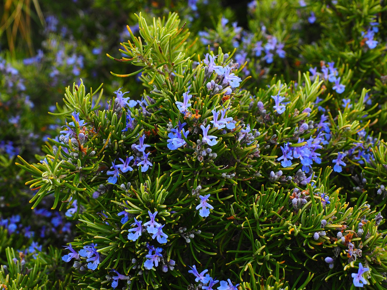 Image: Rosemary extract found to be a powerful anti-hyperglycemic solution for people who have problems with high blood sugar