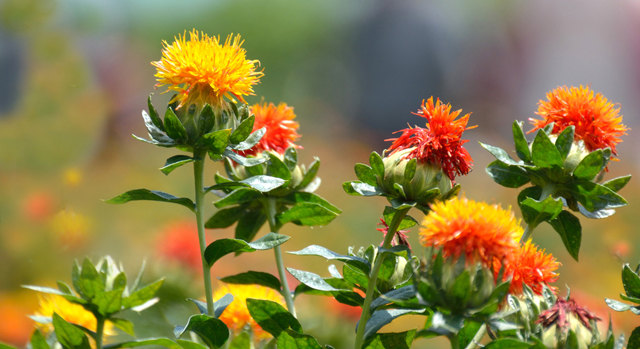 Image: Scientists identify the bioactive compounds in safflower