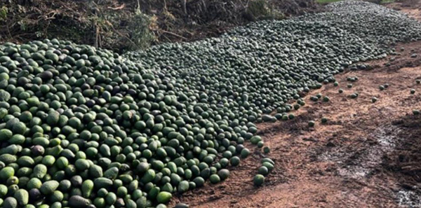Zdjęcie: Tysiące funtów świeżego awokado wyrzuconego na wysypisko, gdy Australia przyspiesza globalne niszczenie żywności