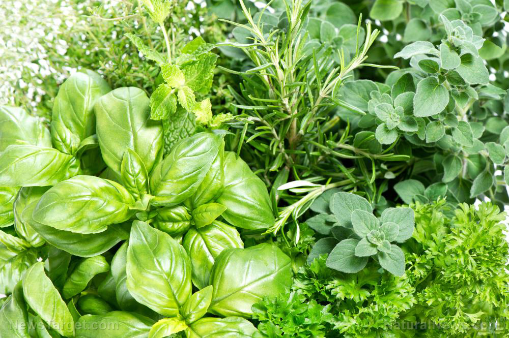 Image: Healing superfoods: 6 Natural antiviral herbs to grow in your home garden