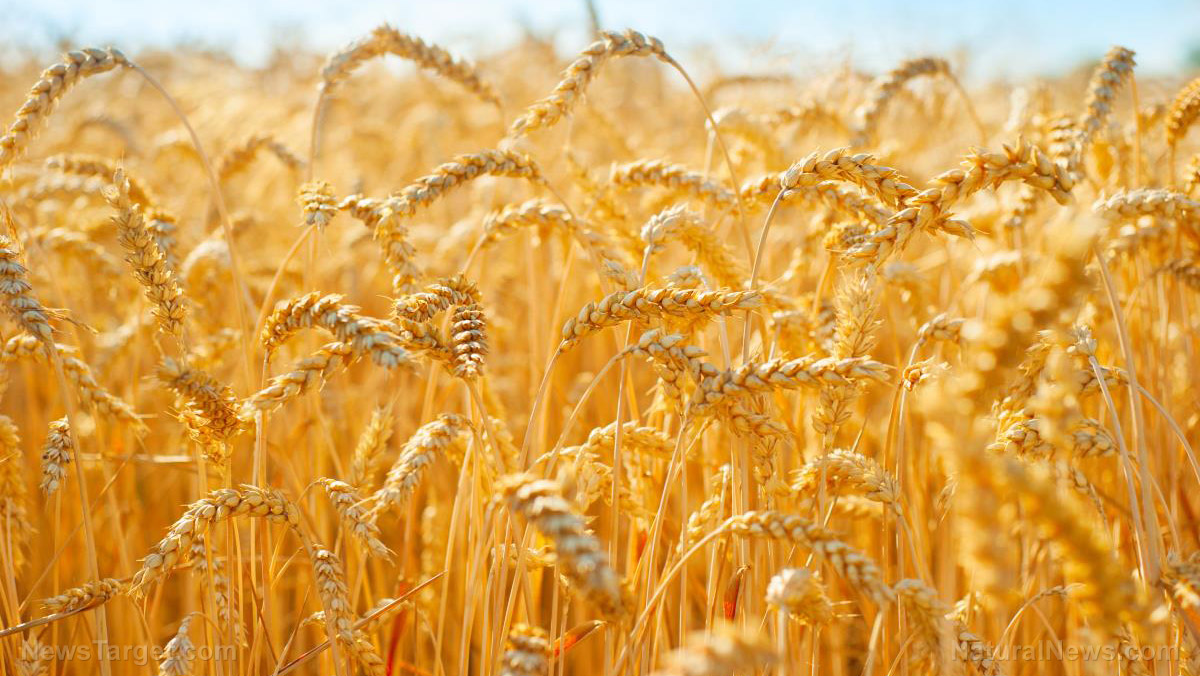 Image: Ukraine issues emergency order banning all exports of wheat, oats, meat and more