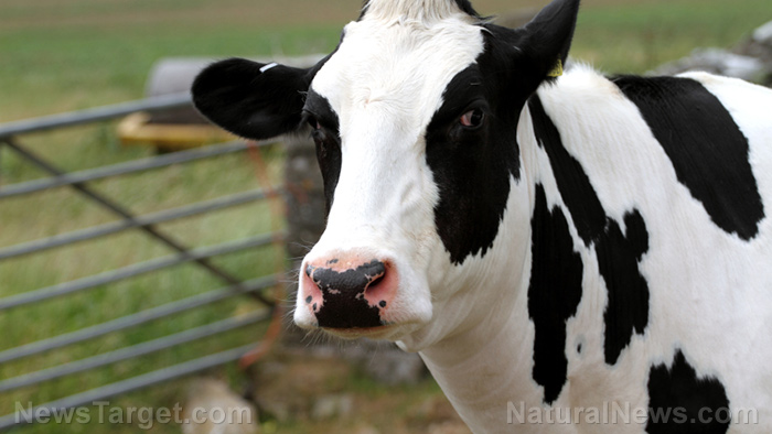 Image: New Zealand mulls taxing farmers for the burps and farts of their animals