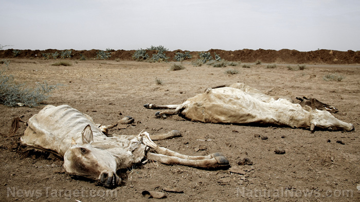 Image: Thousands of cattle die in Kansas as attack on America’s food supply continues