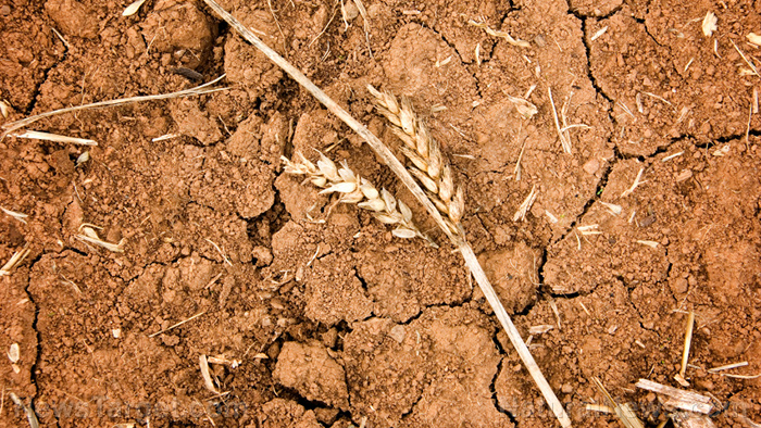 Image: Heatwave destroys wheat crops in India, accelerating global food collapse