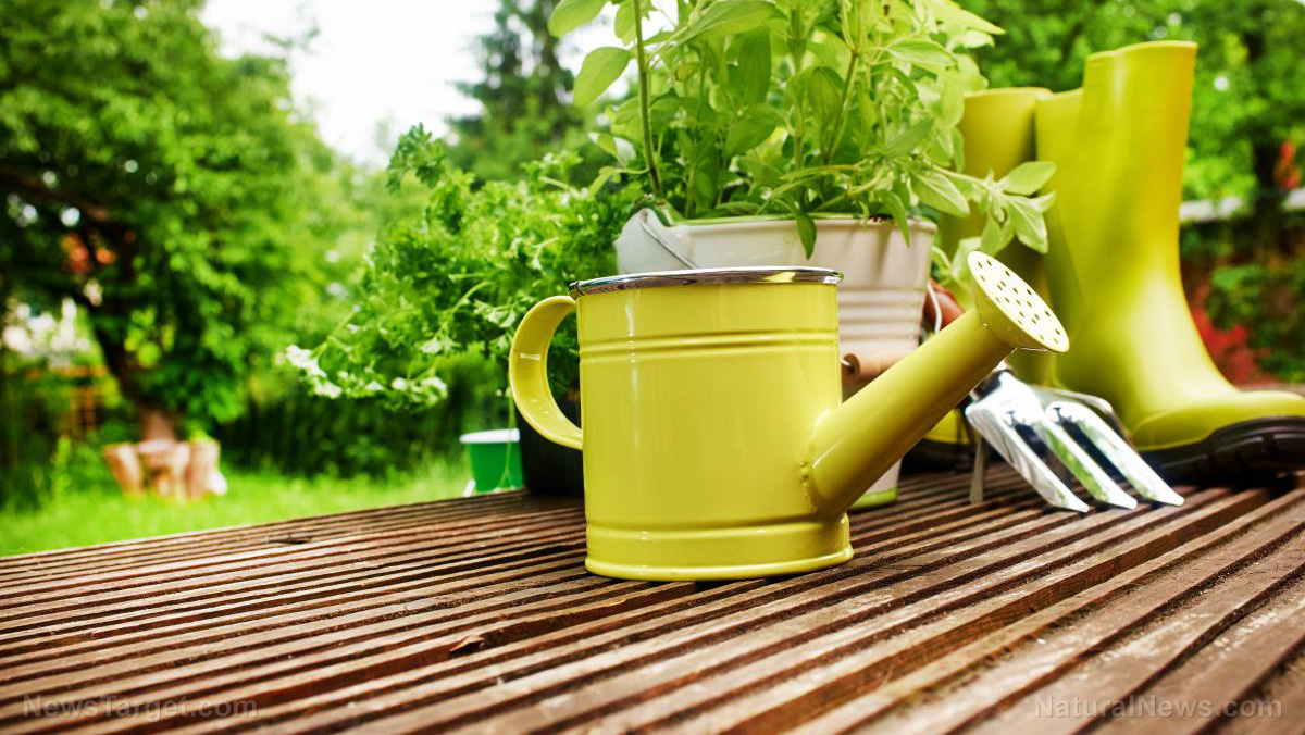 Image: Home gardening basics: Why you should start making DIY fertilizer for your garden