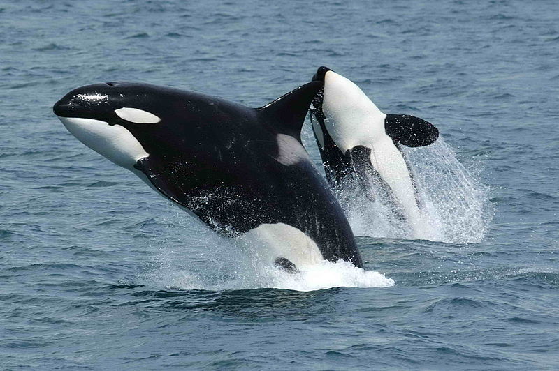 Image: Video footage shows pod of killer whales freeing a humpback whale tangled in rope