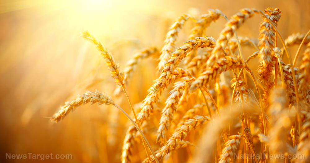 Image: FOOD APOCALYPSE: The world has just 10 weeks’ worth of wheat left