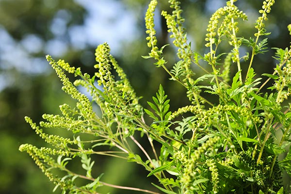 Image: Ragweed is bad for those with hay allergies, but it’s great for protecting nerves against Alzheimer’s