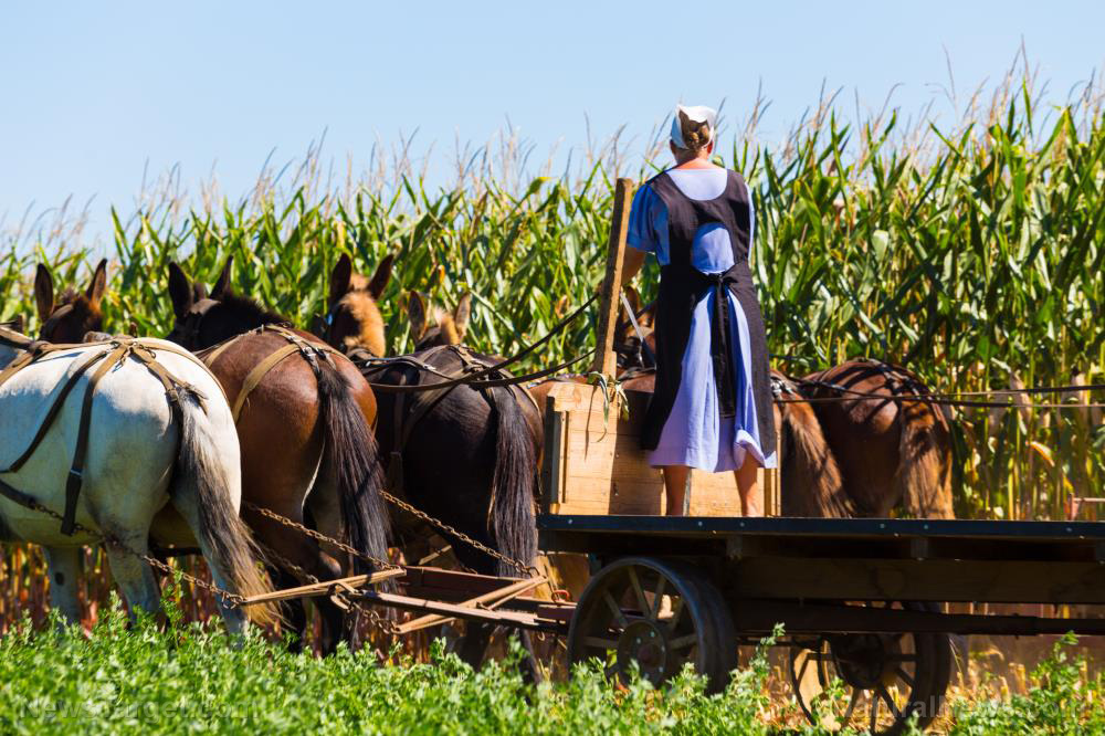 Image: Federal government raids Amish farm for raising livestock and growing crops the natural way