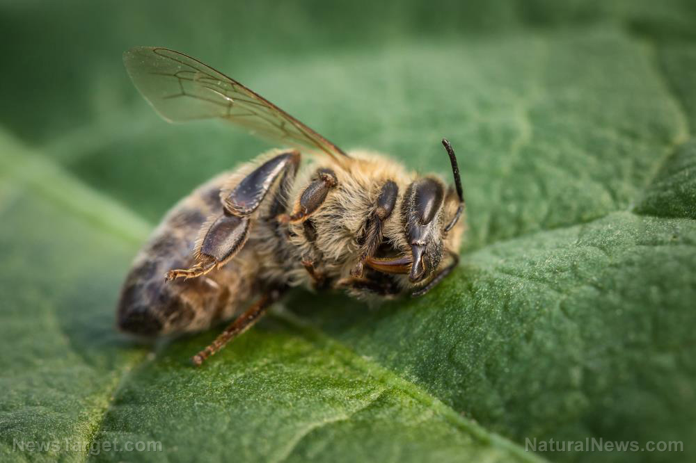 Image: Study: Pesticides are highly damaging to beneficial insects like bees