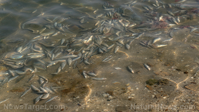 Image: Mystery deepens surrounding mass FISH KILL in Europe’s Oder River