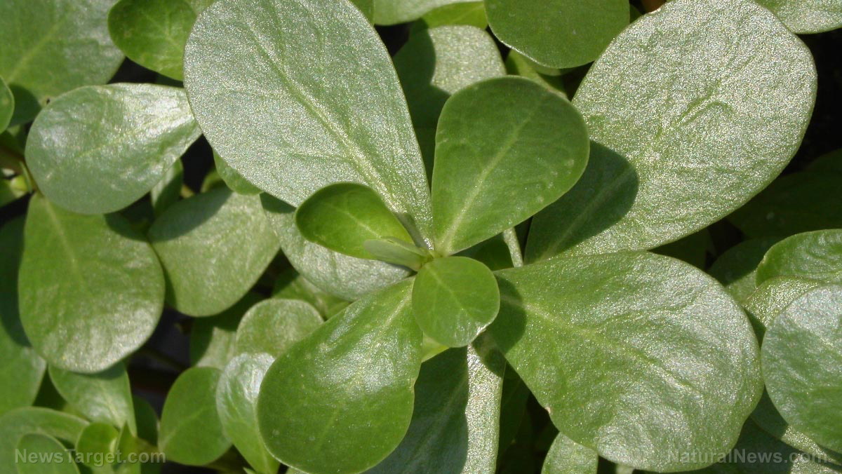 Image: Study: Common purslane weed is a “super plant” that may be key to developing drought-resistant crops