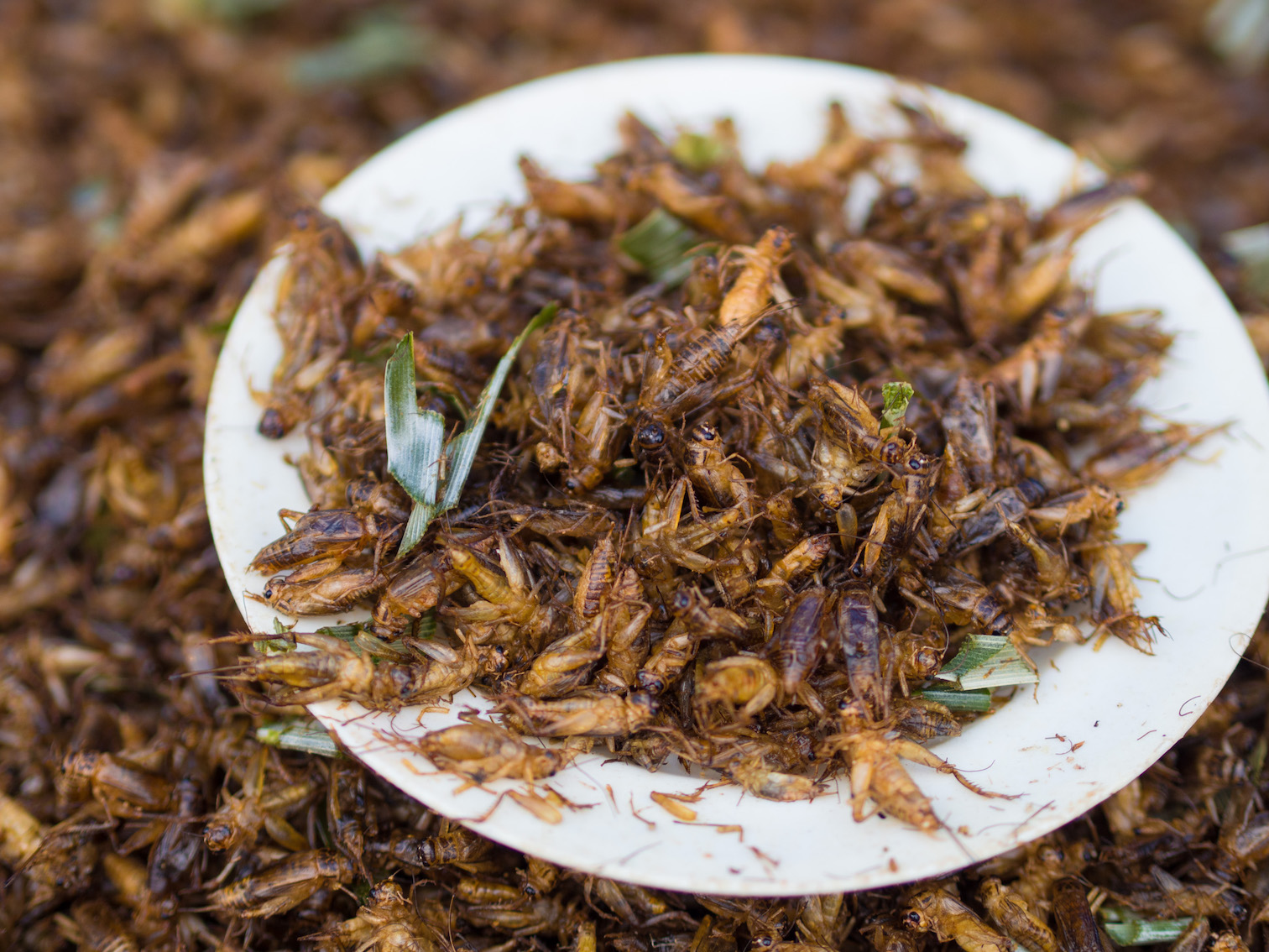 Image: Crickets are now being farmed in Kenya as a food source for humans