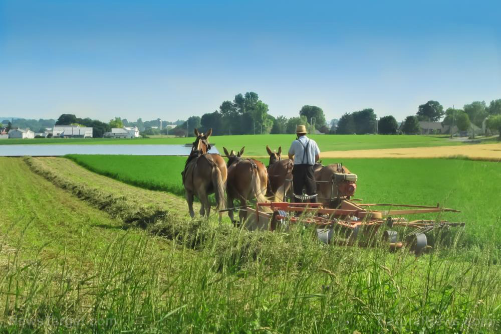Image: USDA threatens Amish farmer with fines and PRISON time for selling raw milk and grass-fed beef to community