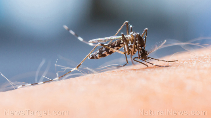 Image: Bill Gates-funded Colombian mosquito factory breeds 30 million bacteria-infected mosquitoes weekly